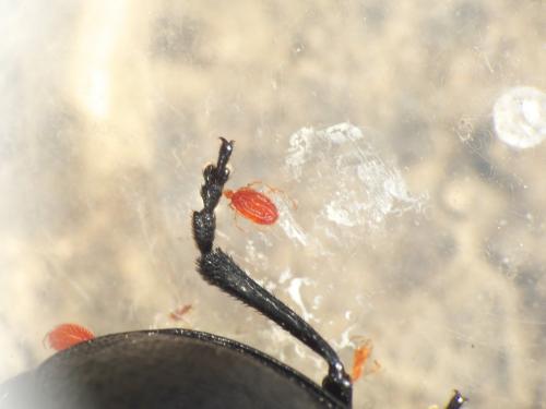 Réf. 276 440 : Galeruca tanaceti